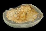 Fossil Crab (Trichopeltarion) Nodule (Pos/Neg) - New Zealand #129395-4